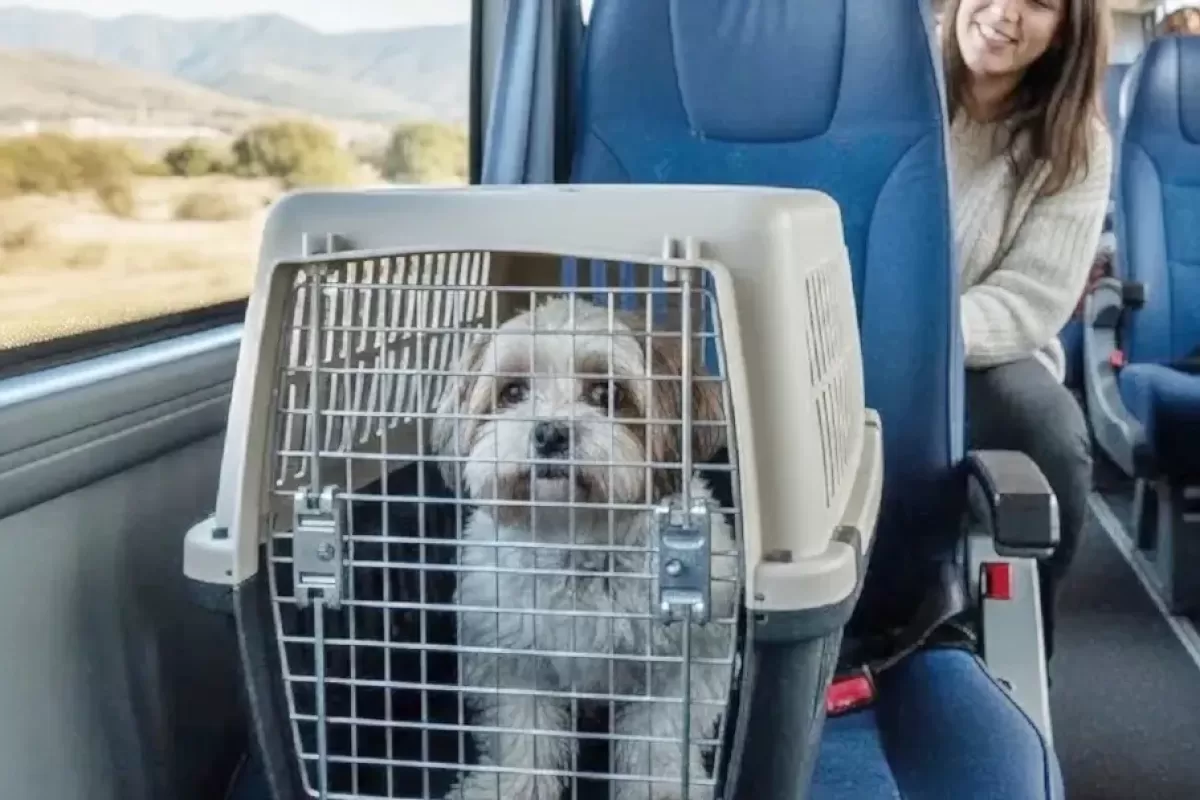 VIDEO | Trenes Argentinos habilit&oacute; pasajes a Mar del Plata, Jun&iacute;n y Bragado y permite viajar con mascotas