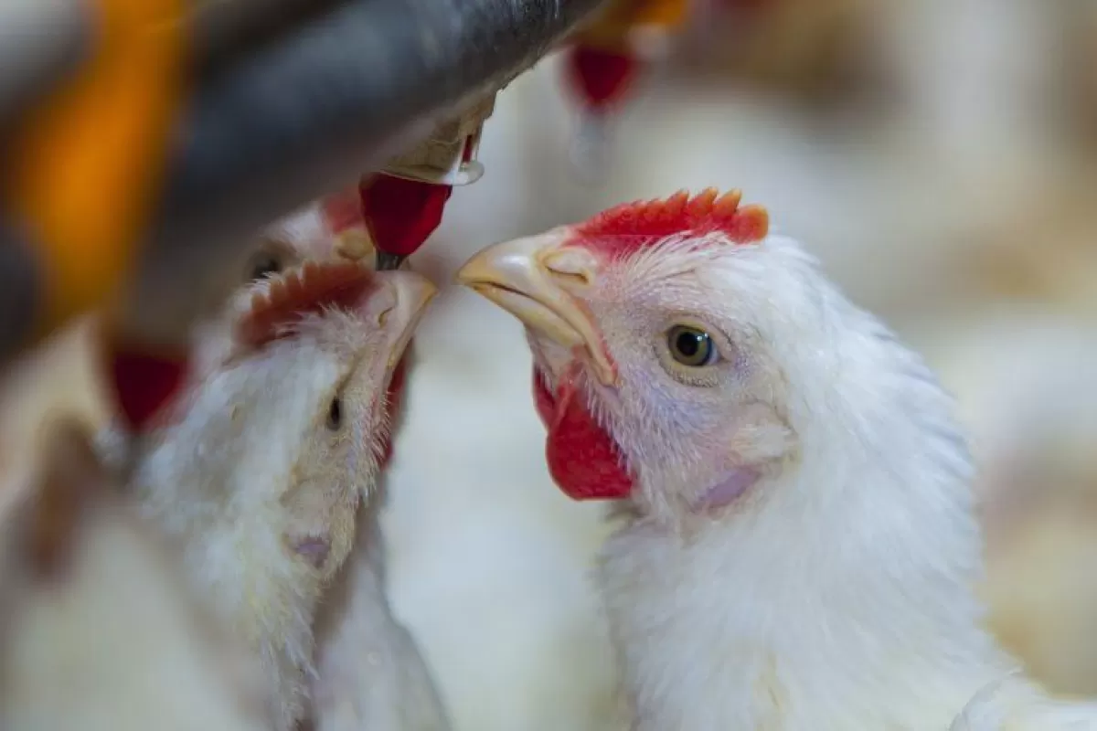 Detectaron otro brote de gripe aviar en Lobos y Argentina perdi&oacute; el estatus sanitario internacional