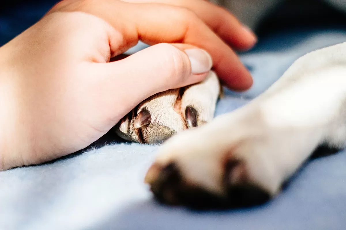 Presentaron un proyecto para que trabajadores estatales puedan tener un d&iacute;a de licencia por la muerte de sus mascotas