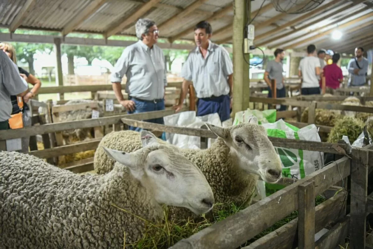 La provincia cre&oacute; un comit&eacute; para impulsar la actividad ovina y fortalecer m&aacute;s de 25 mil unidades productivas