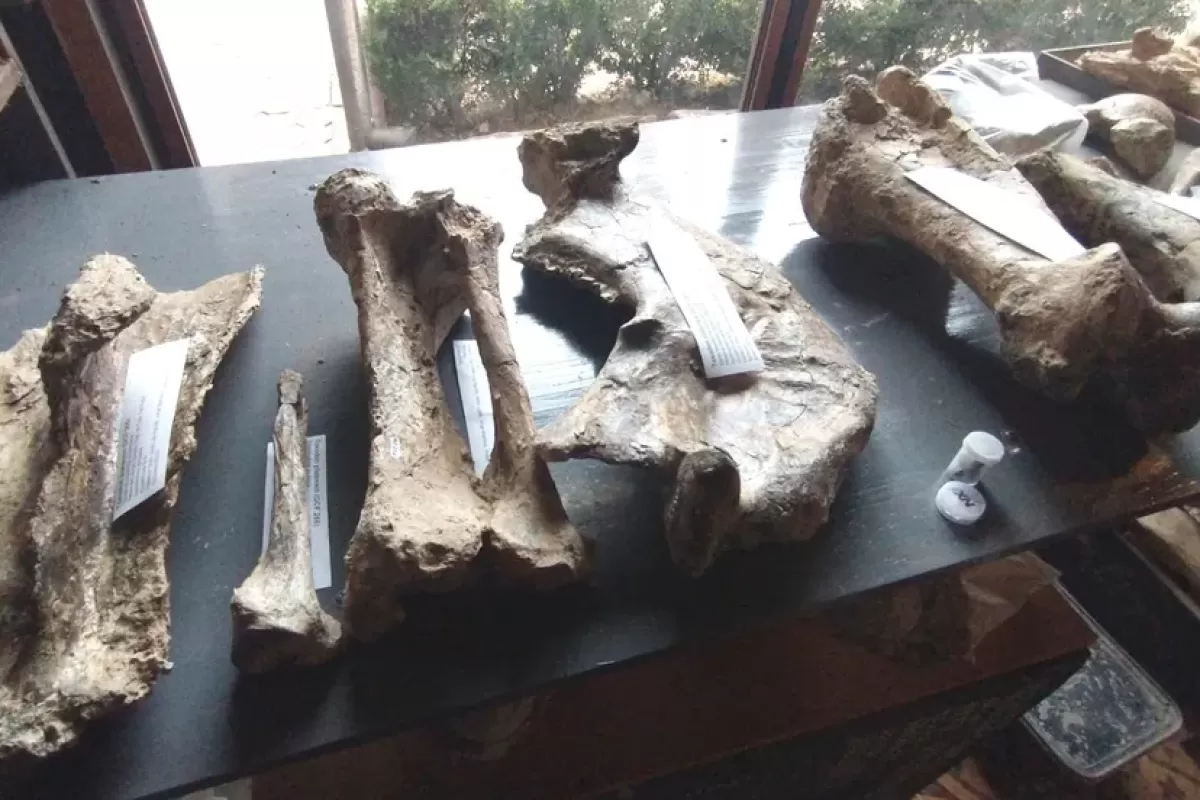 San Pedro: descubrieron restos de un toxodonte de 200 mil a&ntilde;os con una impactante marca de pisoteo