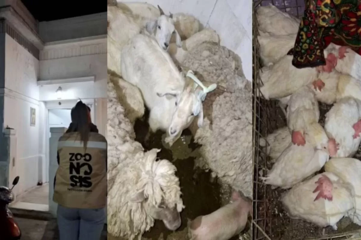 Horror en Quilmes Oeste: rescataron m&aacute;s de 40 animales de un templo umbanda donde hallaron ejemplares muertos