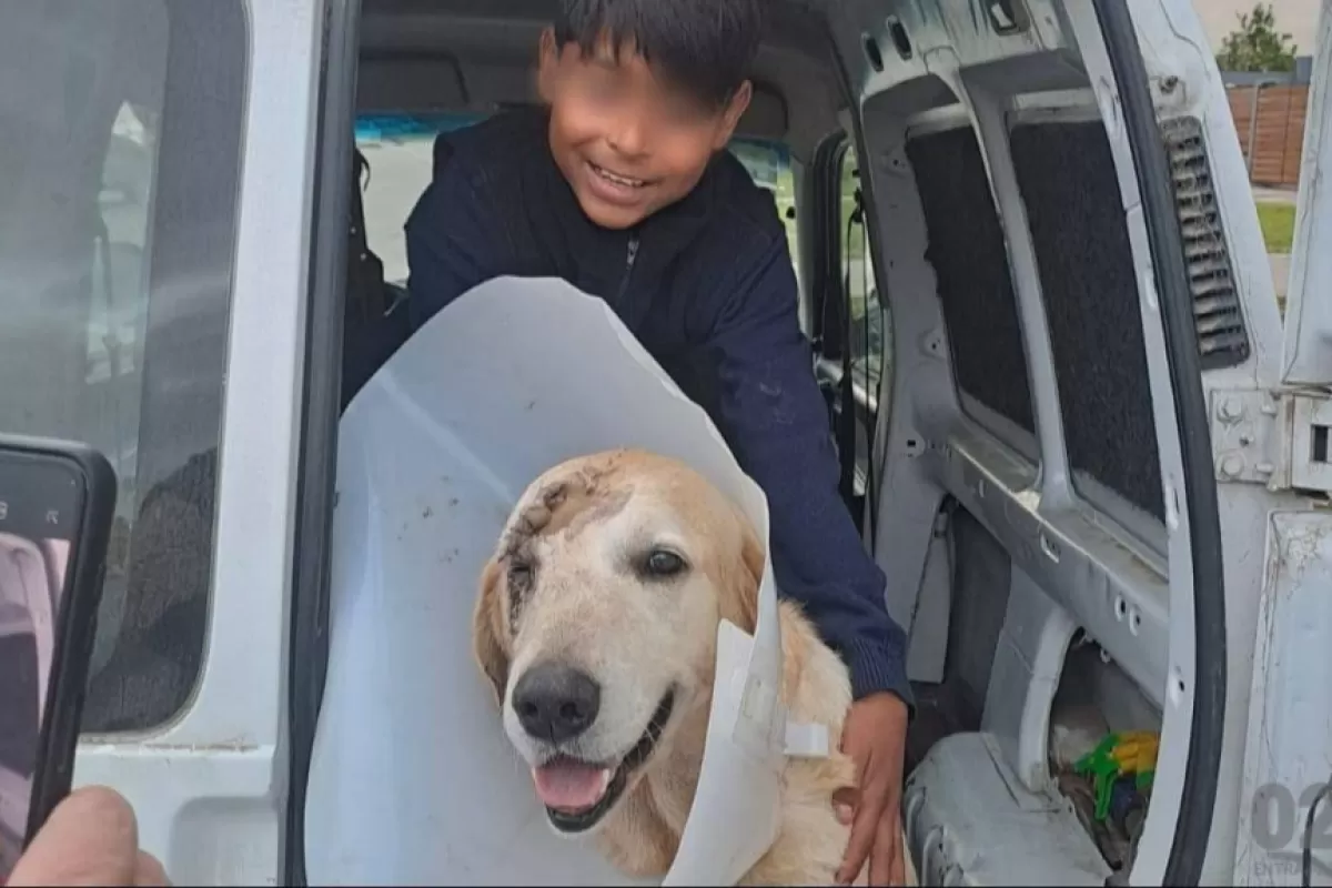 Apu&ntilde;alaron a un perro que defendi&oacute; a un nene de 11 a&ntilde;os durante un asalto en General Alvarado