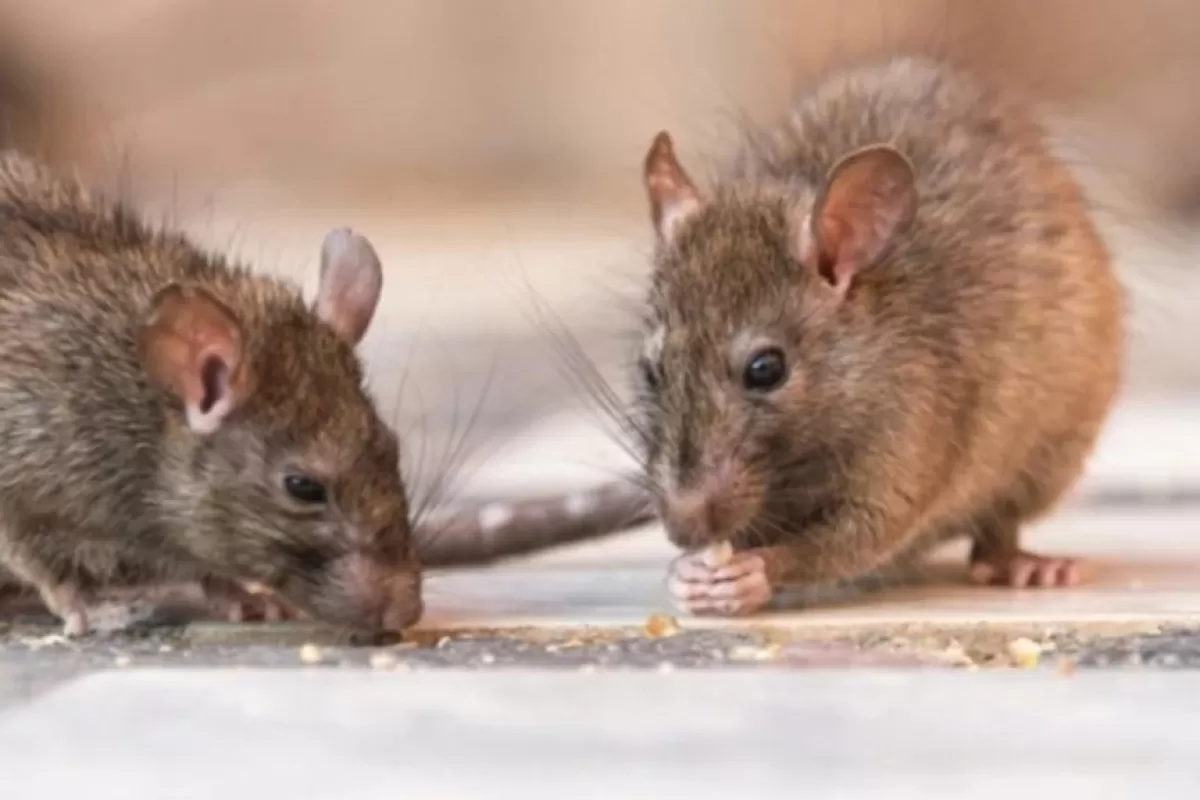 Crece la preocupaci&oacute;n por el brote de hantavirus y el Senado exige explicaciones al Ejecutivo