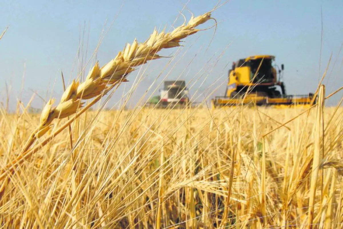 La producción de trigo caerá el 14 por ciento en la provincia