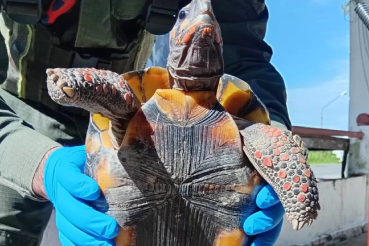 Formosa: llevaba una tortuga protegida escondida en una olla dentro de un micro y termin&oacute; detenida