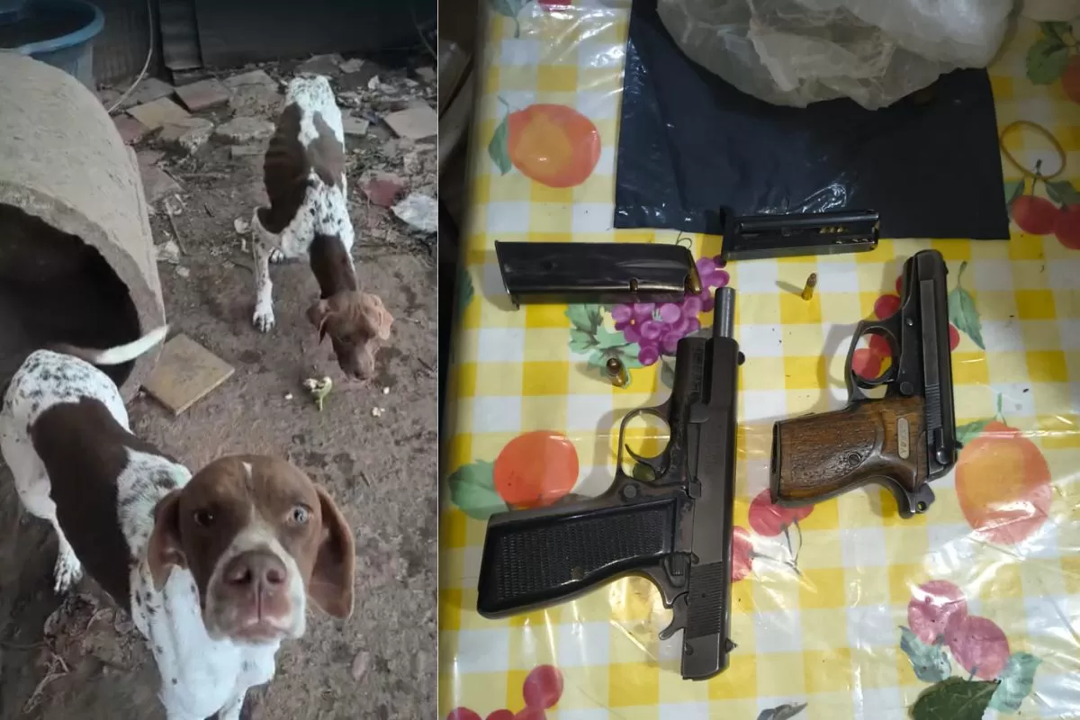VIDEO | Hallaron perros desnutridos en un criadero clandestino y secuestraron armas durante un allanamiento en San Pedro