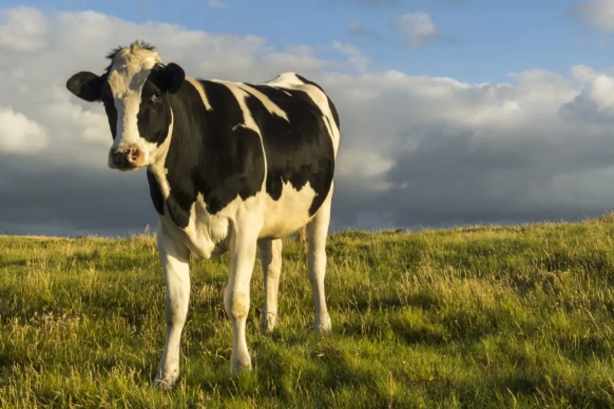 Una legisladora quiere cobrarle impuestos a la emisi&oacute;n de gases de las vacas