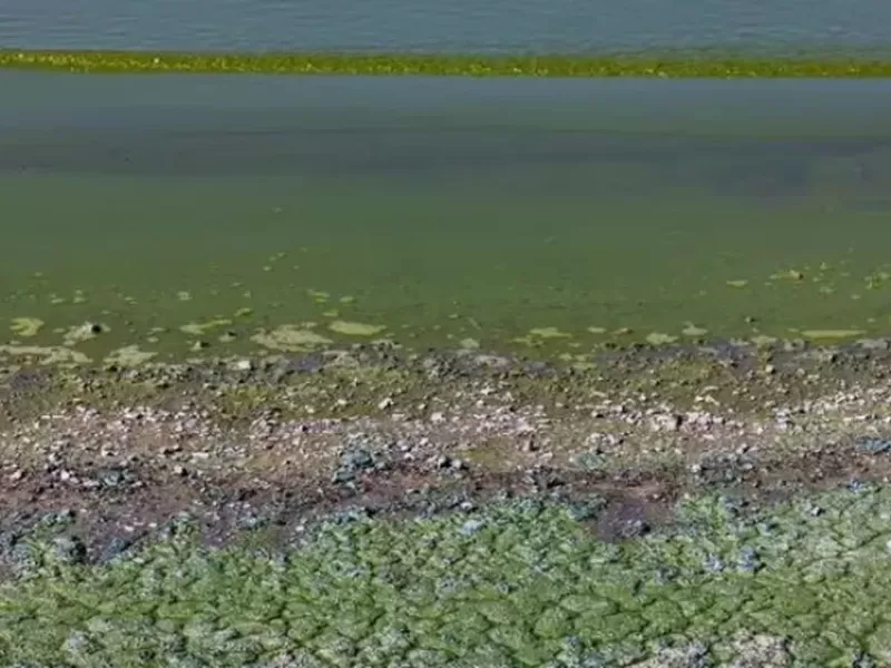Enterate qu&eacute; lagunas de la provincia est&aacute;n en alerta roja por cianobacterias