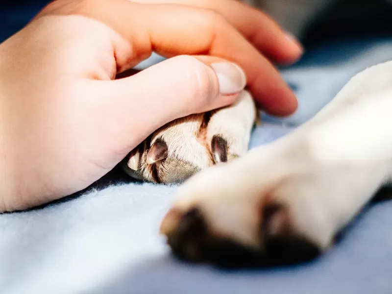 Presentaron un proyecto para que trabajadores estatales puedan tener un d&iacute;a de licencia por la muerte de sus mascotas