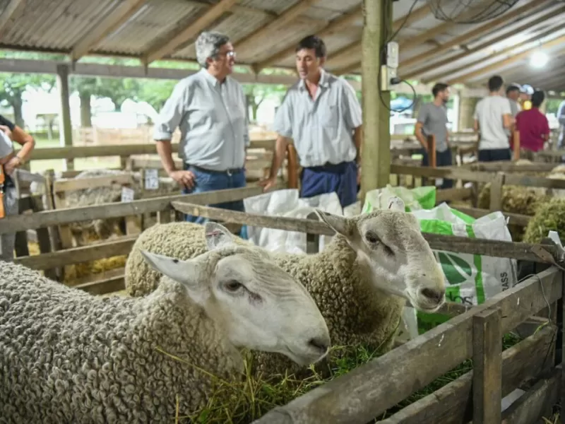 La provincia cre&oacute; un comit&eacute; para impulsar la actividad ovina y fortalecer m&aacute;s de 25 mil unidades productivas