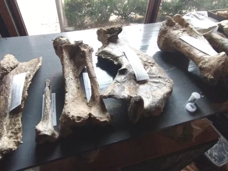 San Pedro: descubrieron restos de un toxodonte de 200 mil a&ntilde;os con una impactante marca de pisoteo