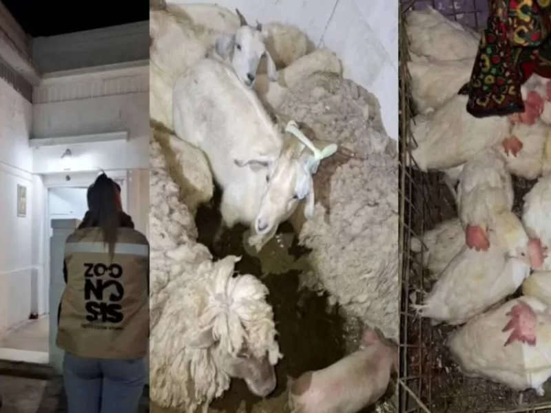 Horror en Quilmes Oeste: rescataron m&aacute;s de 40 animales de un templo umbanda donde hallaron ejemplares muertos