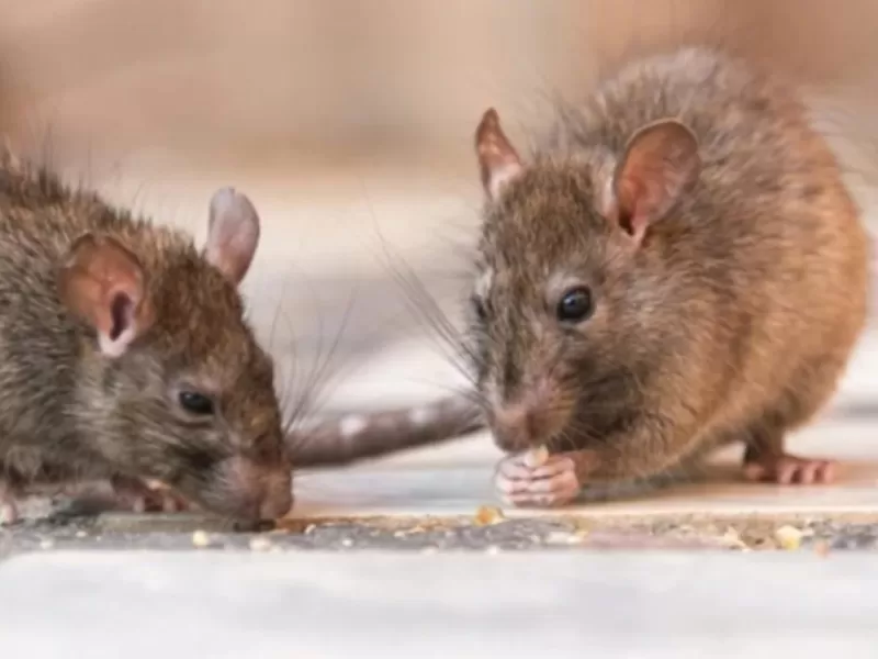 Crece la preocupaci&oacute;n por el brote de hantavirus y el Senado exige explicaciones al Ejecutivo