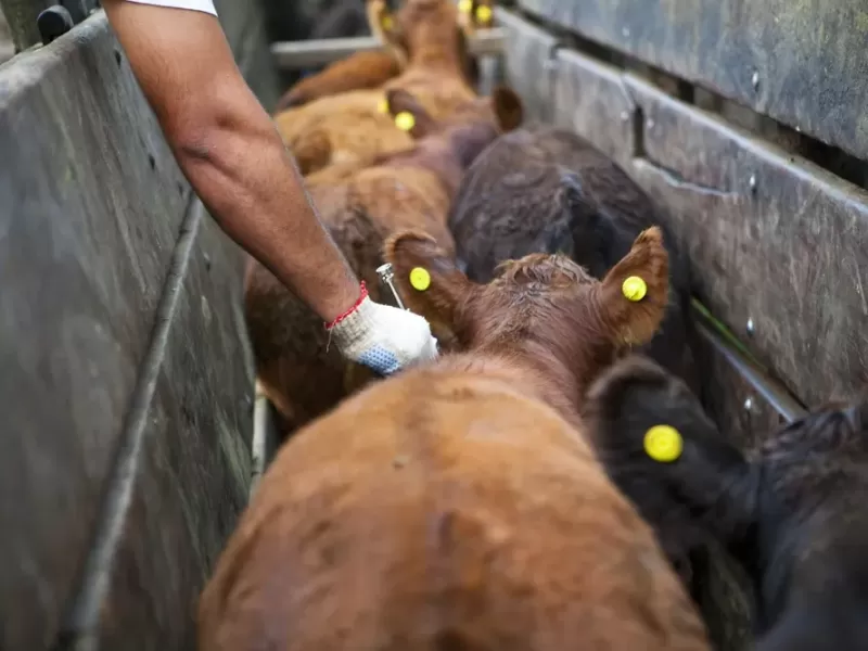 El SENASA modific&oacute; el sistema de vacunaci&oacute;n del ganado y permitir&aacute; a los productores elegir veterinario