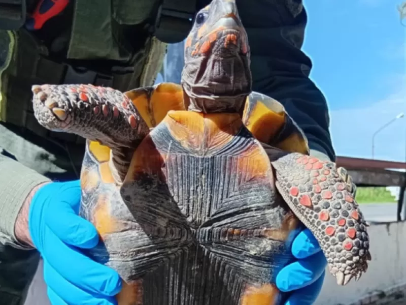 Formosa: llevaba una tortuga protegida escondida en una olla dentro de un micro y termin&oacute; detenida