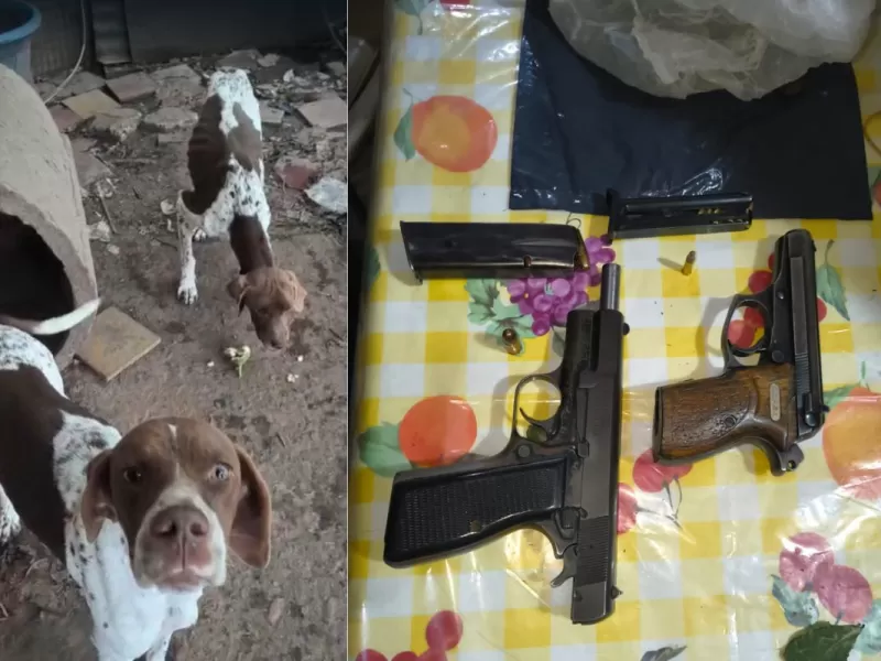 VIDEO | Hallaron perros desnutridos en un criadero clandestino y secuestraron armas durante un allanamiento en San Pedro
