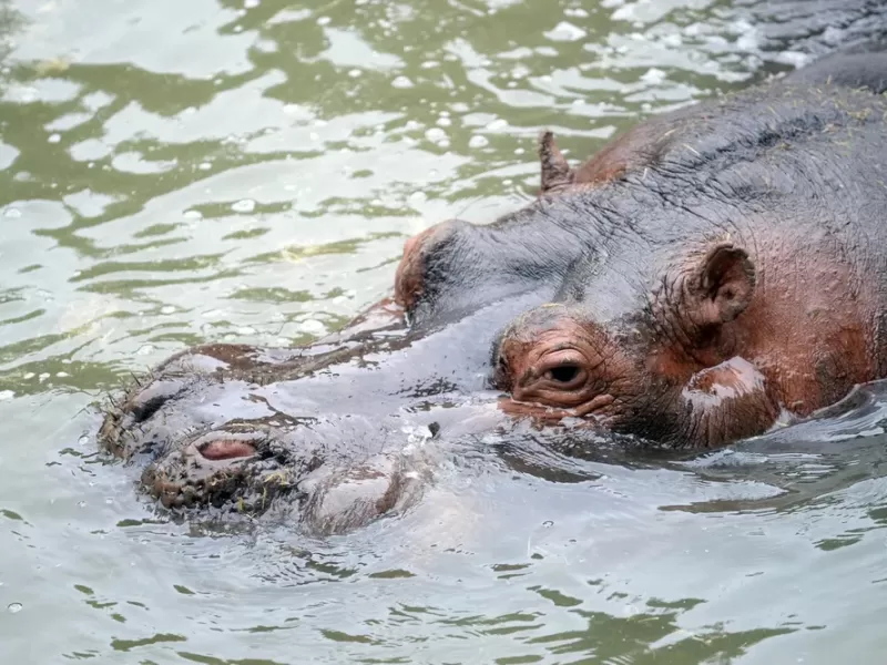 Muri&oacute; Hip&oacute;lito, el hipop&oacute;tamo que durante a&ntilde;os fue uno de los animales emblem&aacute;ticos del Bioparque de La Plata