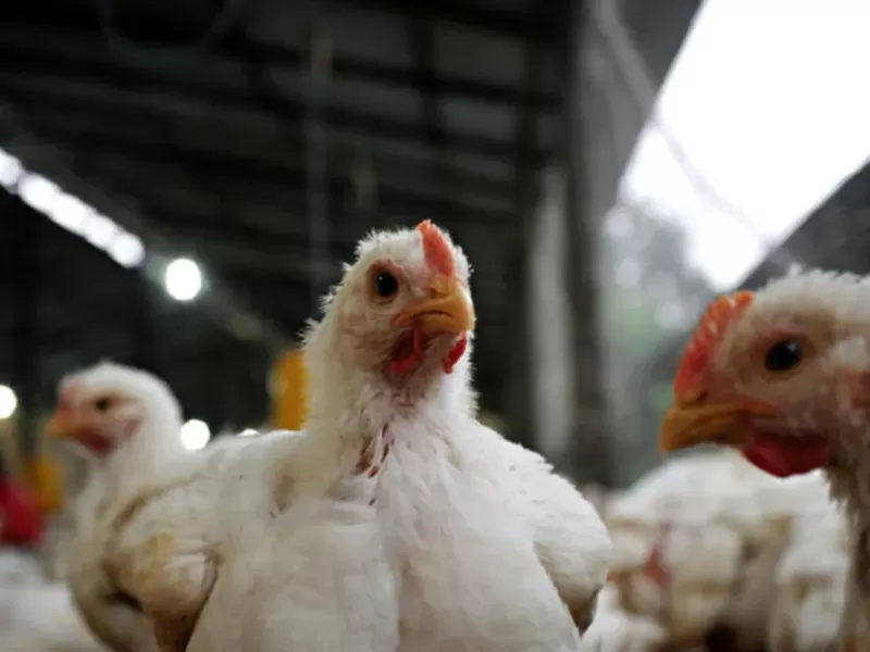 Detectan un nuevo caso de gripe aviar en un establecimiento av&iacute;cola de Bol&iacute;var