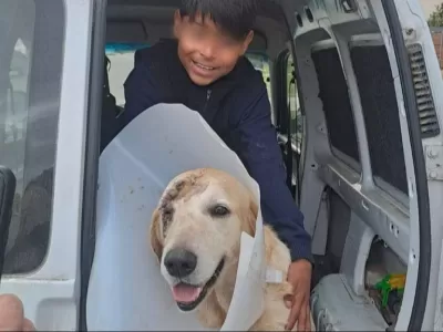 Apu&ntilde;alaron a un perro que defendi&oacute; a un nene de 11 a&ntilde;os durante un asalto en General Alvarado