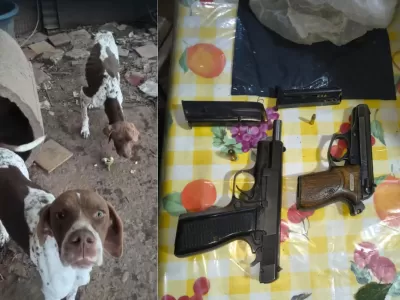 VIDEO | Hallaron perros desnutridos en un criadero clandestino y secuestraron armas durante un allanamiento en San Pedro